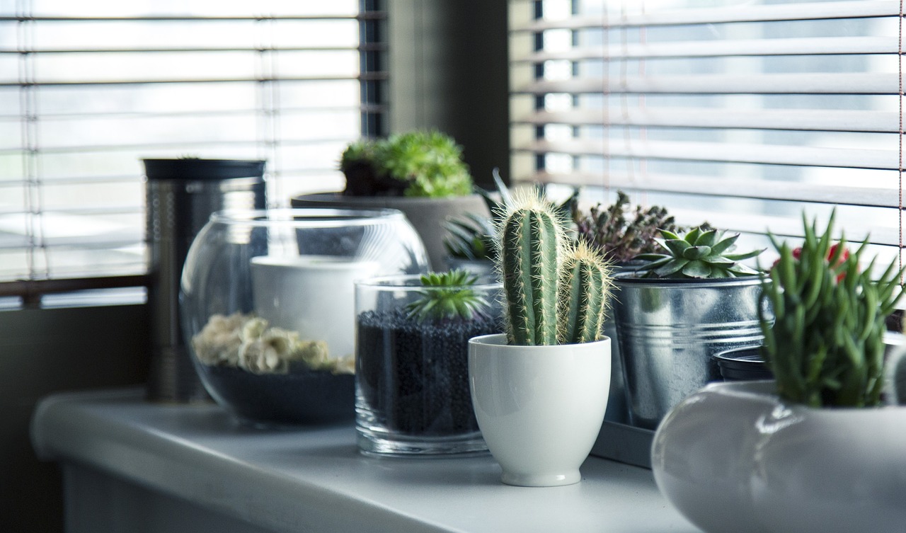 succulent plants in little pots